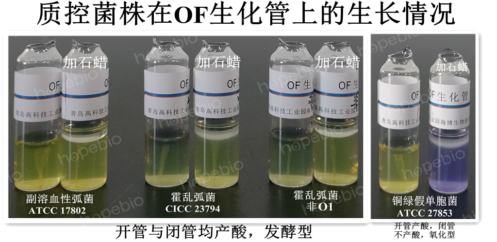 質控菌株在OF生化管上的生長情況