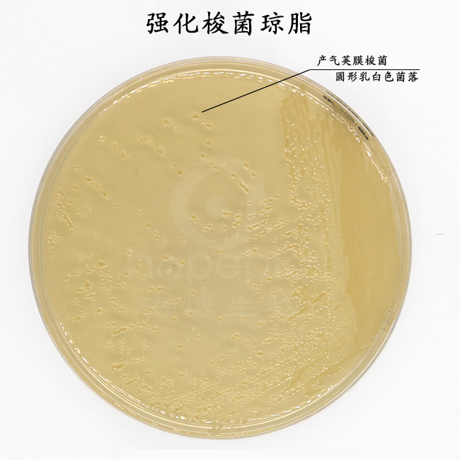 強化梭菌瓊脂/