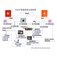 羊血平板菌落鑒定流程圖/