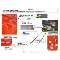 葡萄球菌的各項生化特征/