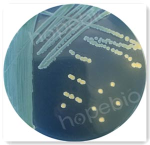 陰溝腸杆菌分離瓊脂（ECIA）微生物生長情況/