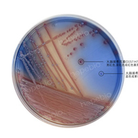O157顯色培養基——大腸埃希氏菌O157-大腸埃希氏菌/