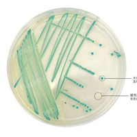 大腸杆菌顯色培養基——大腸埃希氏菌、沙門氏菌/