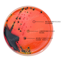誌賀氏菌顯色培養基——鼠傷寒沙門氏菌-大腸埃希氏菌-福氏誌賀氏菌/
