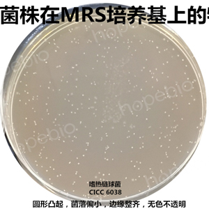 質控菌株在MRS培養基上的生長特征