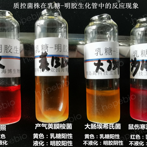 質控菌株在乳糖-明膠生化管中的反應現象